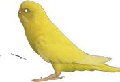 Coco the budgie